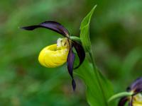 Frauenschuh Orchidee